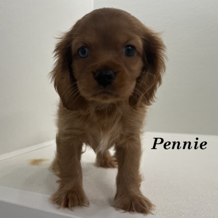 puppy, for, sale, Cockaliers, Joe & Cherri  Overlease, dog, breeder, Miller, MO, dog-breeder, puppy-for-sale, forsale, nearby, find, puppyfind, locator, puppylocator, aca